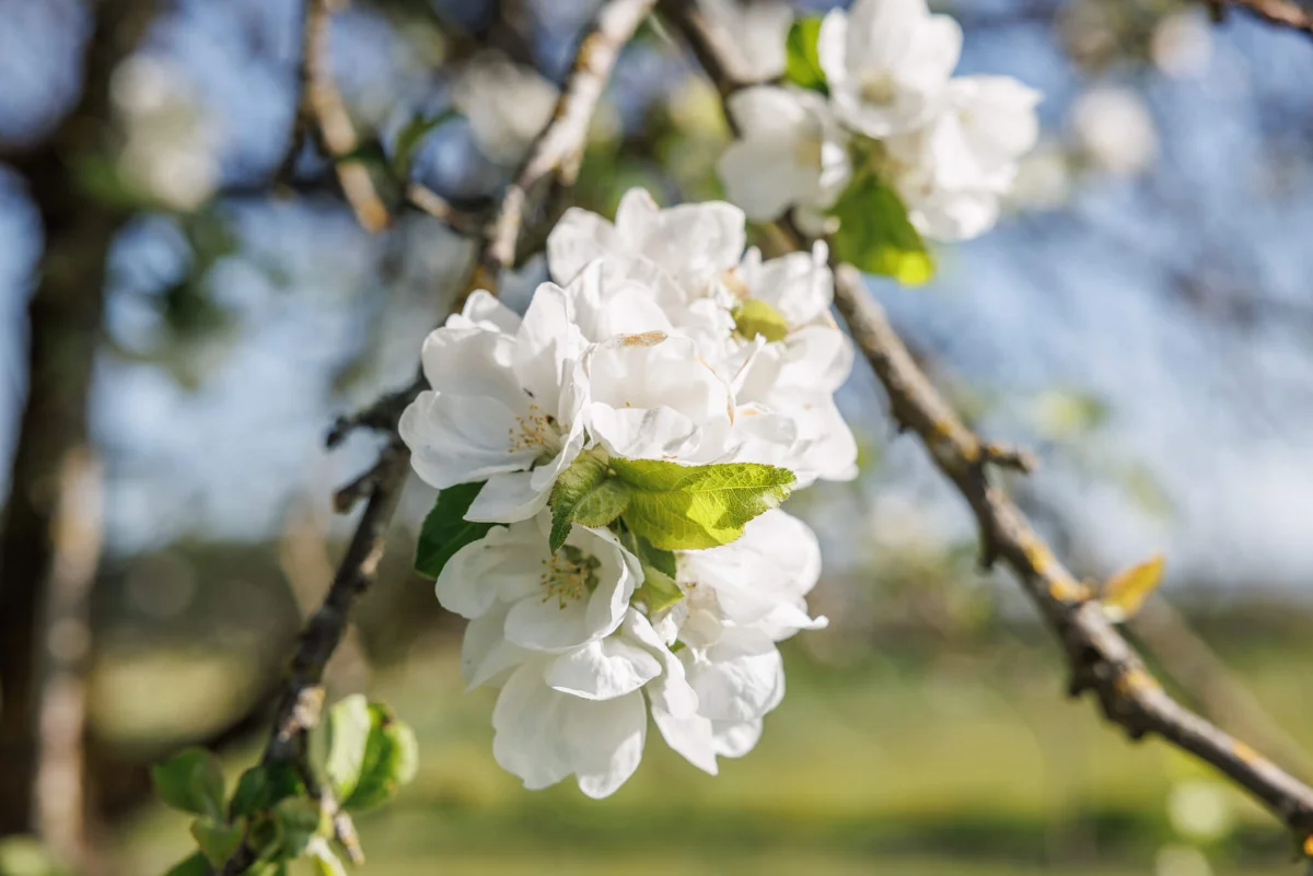 Weisse Apfelblüte am Baum