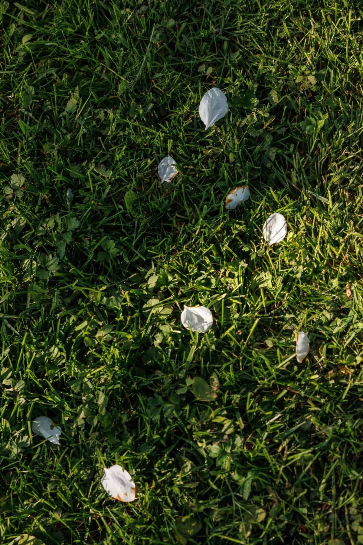 Einzelne Blätter auf einer Wiese als Sinnbild für Vergänglichkeit und Transformation