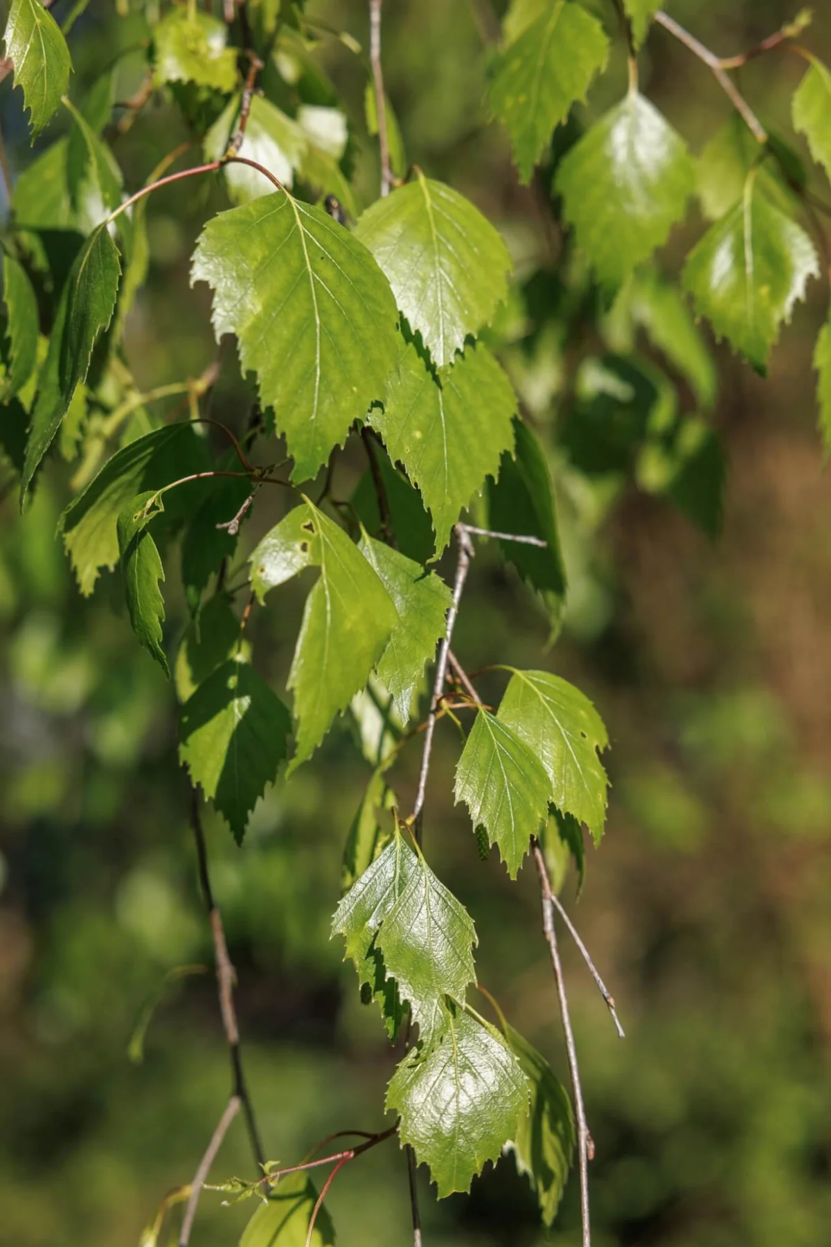 Birkenblätter im Sonnenlicht als Sinnbild für Leichtigkeit, Erneuerung und natürliche Heilung