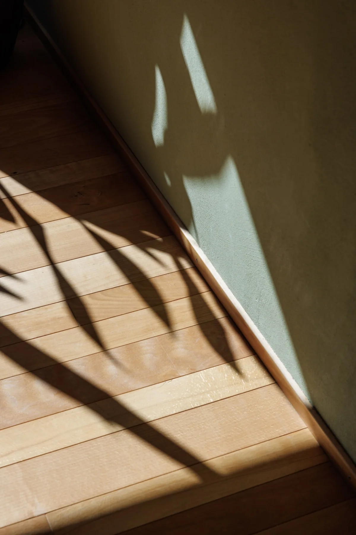 Licht und Pflanzenschatten als Sinnbild für Reflexion, Klärung und bewusste Ausrichtung