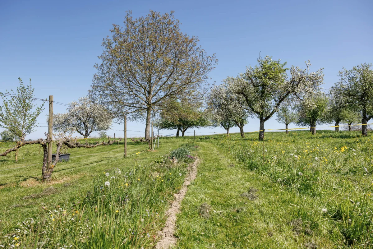Obstwiese im Ökoversum
