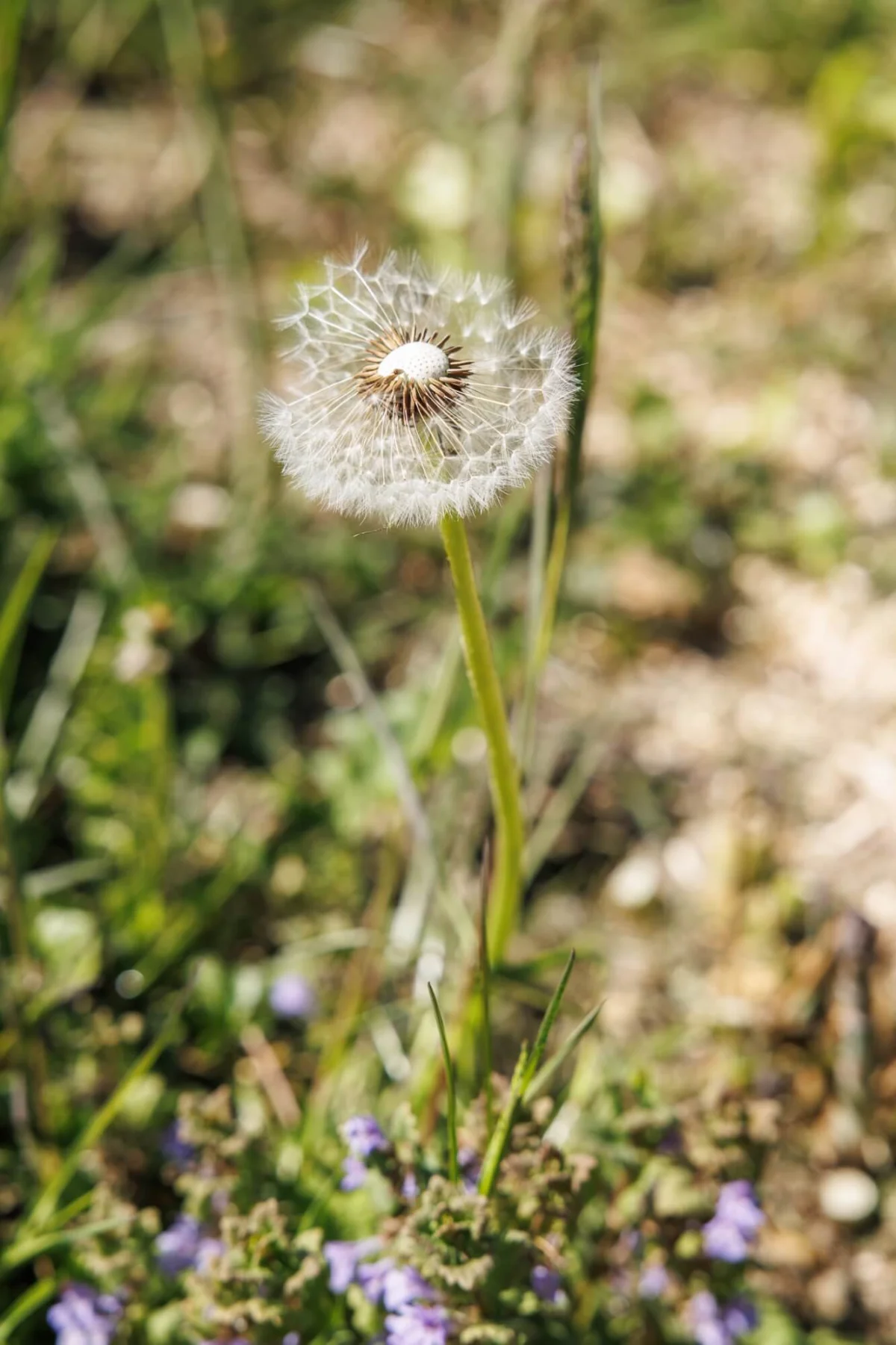 Pusteblume als Sinnbild für Wünsche, Ziele und schöpferische Ausrichtung im EMOHA-Seminar