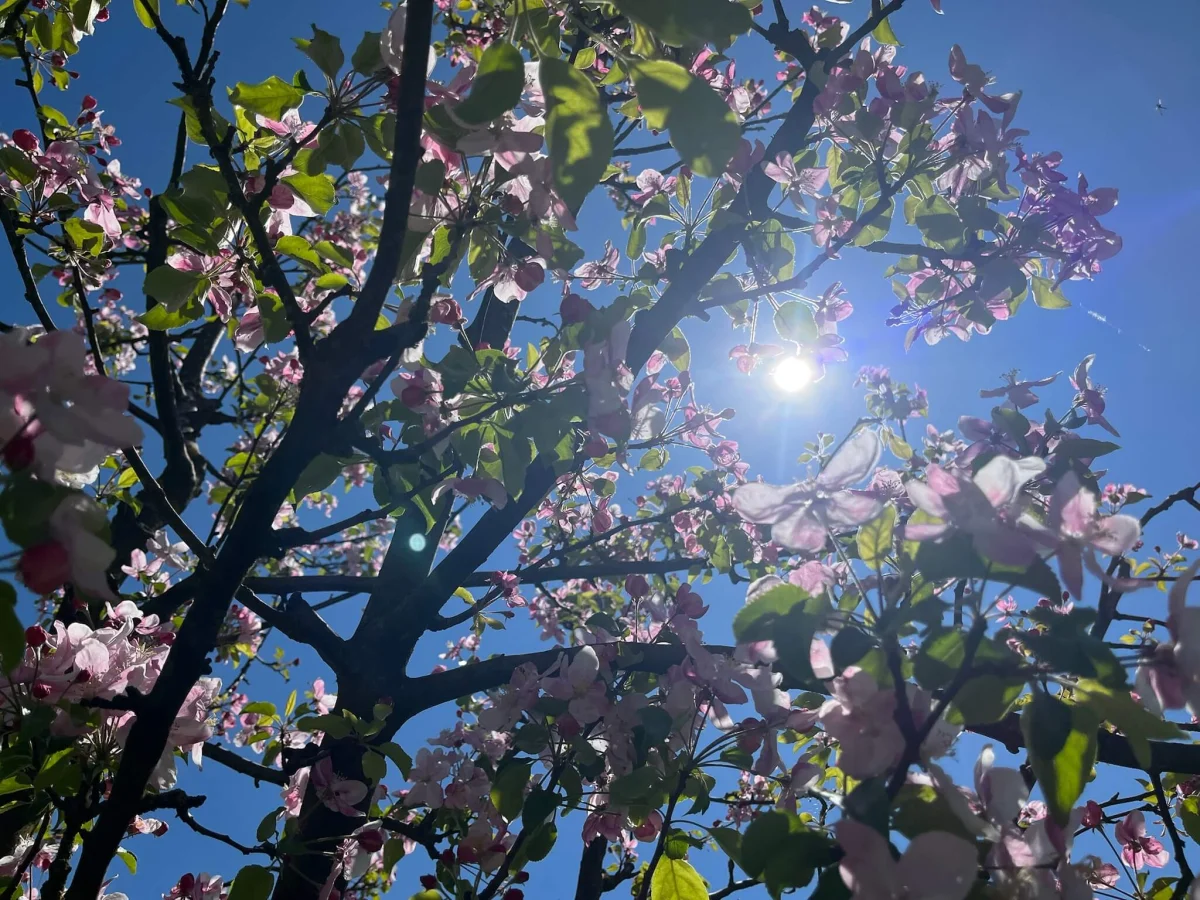 Apfelblüten im Abendlicht am Baum mit blauem Himmel dazwischen