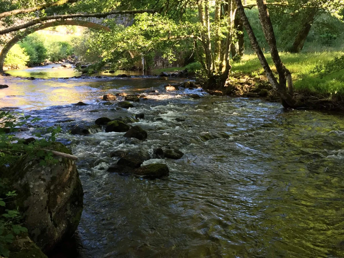 Fliessender Bach im Wald als Sinnbild für Regeneration, Loslassen und innere Balance