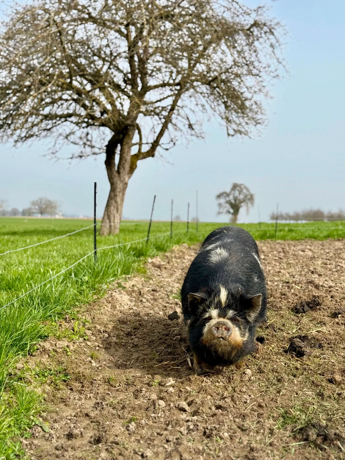 Kune Kune Schwein im umgegrabenen Acker als Sinnbild für Bodenleben und natürliche Kreisläufe im Ökoversum