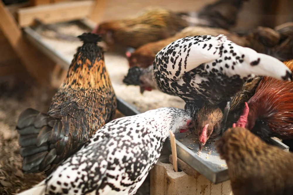 Hühner im Ökoversum bei der Fütterung