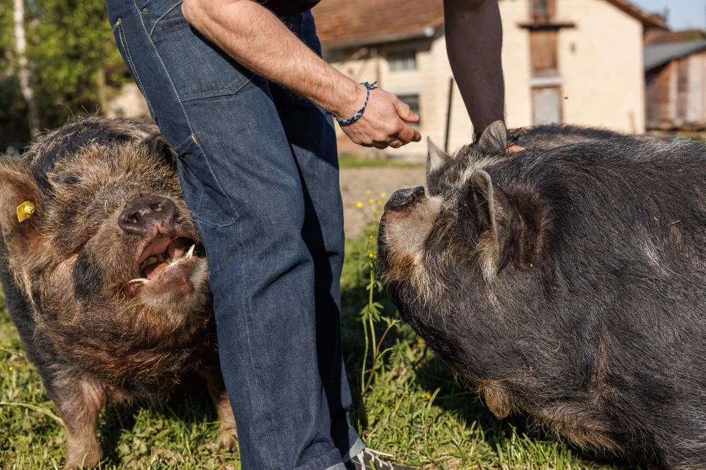 Kune Kune Schweine im Garten für Naturverbundenheit und Kreislaufbewusstsein