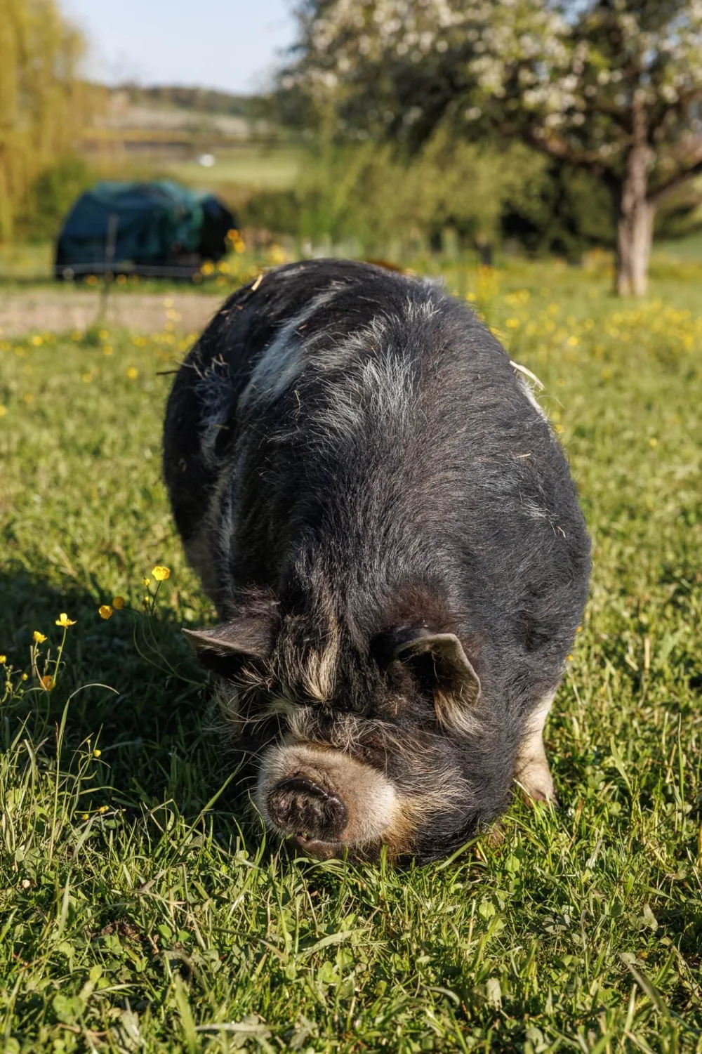 Kune Kune Schwein auf der Weide im Ökoversum