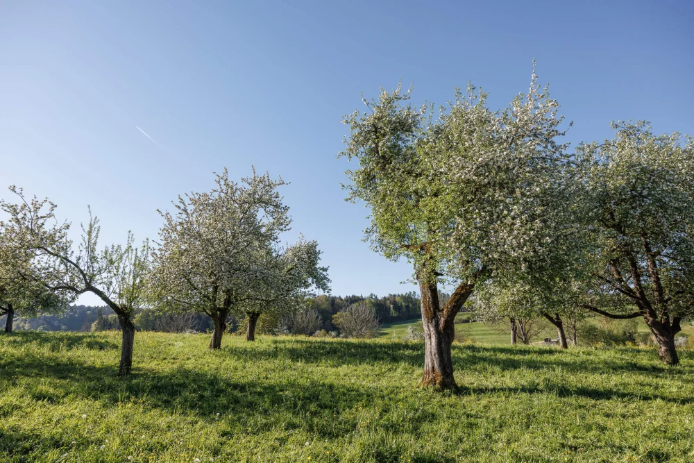 Obstbaumwiese Ökoversum