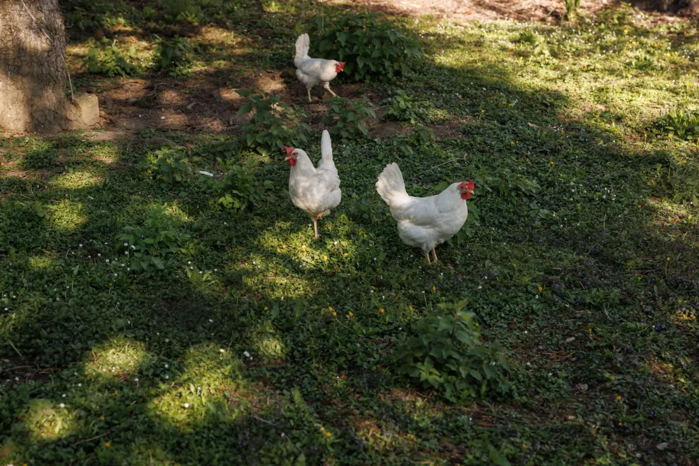 Hühner im Freilauf für natürliche Tierhaltung im Ökoversum