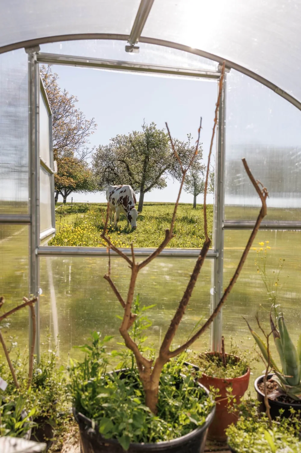 Blick aus dem Gewächshaus des Ökoversum auf Weide und Obstbäume