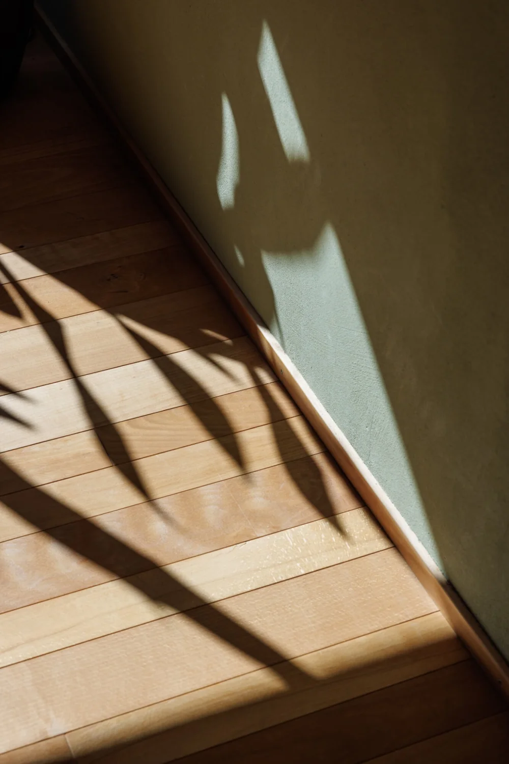 Licht und Pflanzenschatten als Sinnbild für Reflexion, Klärung und bewusste Ausrichtung