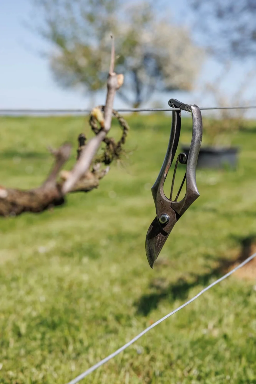 Gartenschere an einem Draht hängend im Garten