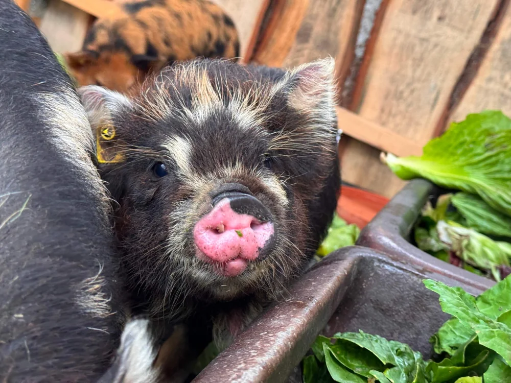 Junges Kune Kune Schwein im Ökoversum 