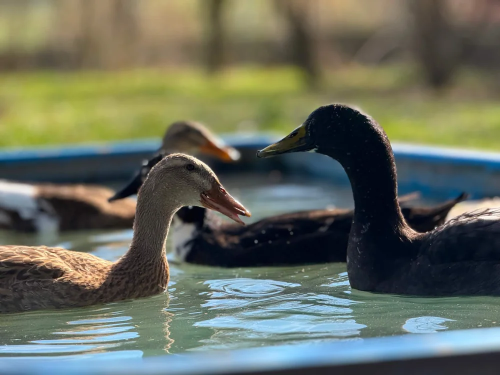 Enten im Ökoversum als Teil der naturnahen Tierhaltung
