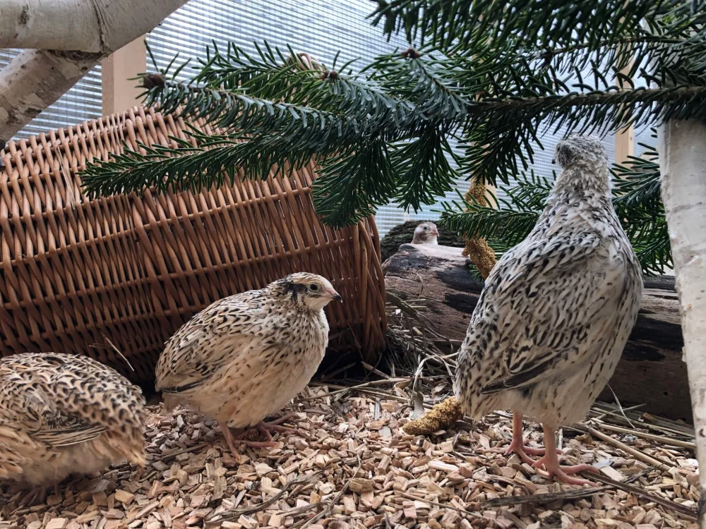 Wachteln im Ökoversum