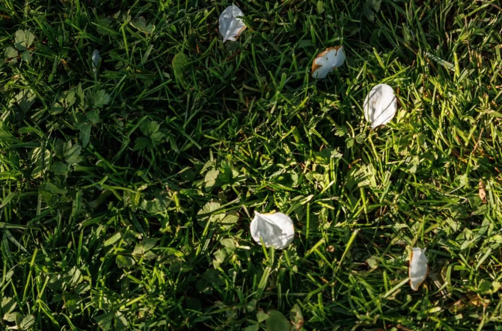 Einzelne Blätter auf einer Wiese als Sinnbild für Vergänglichkeit und Transformation