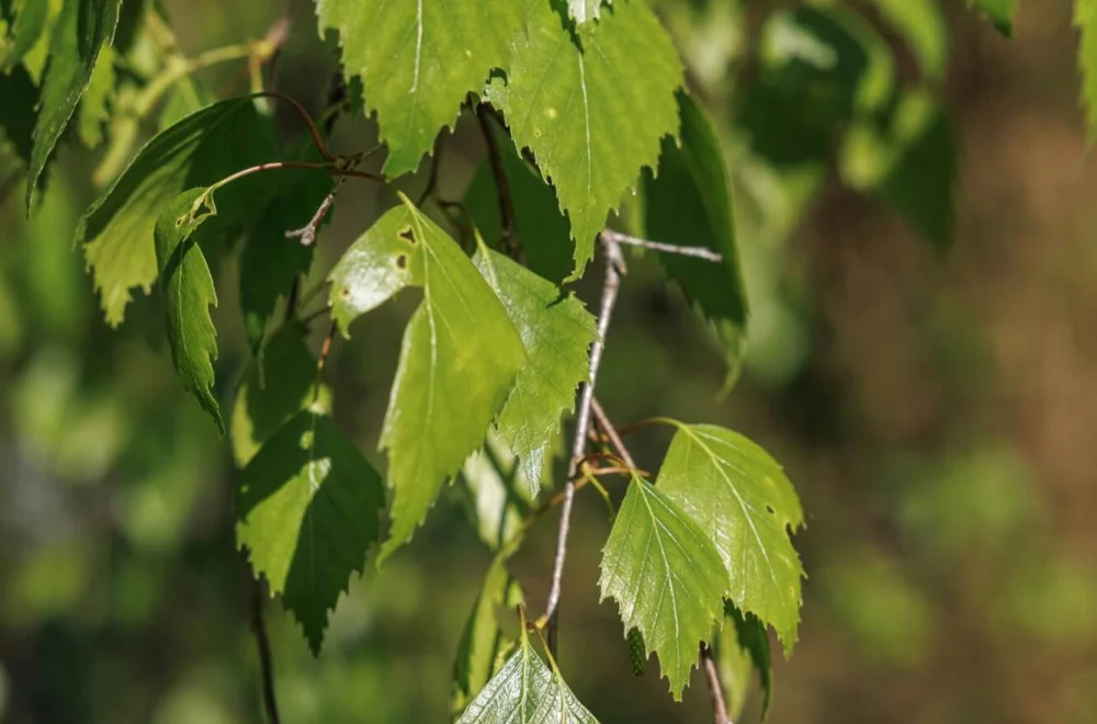 Birkenblätter im Sonnenlicht als Sinnbild für Leichtigkeit, Erneuerung und natürliche Heilung