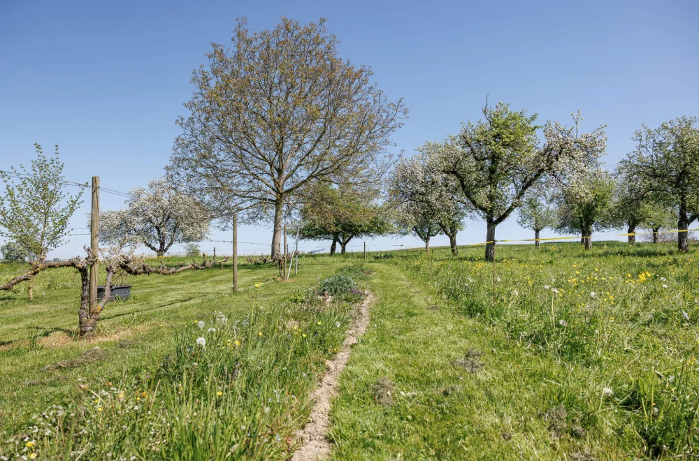 Obstwiese im Ökoversum