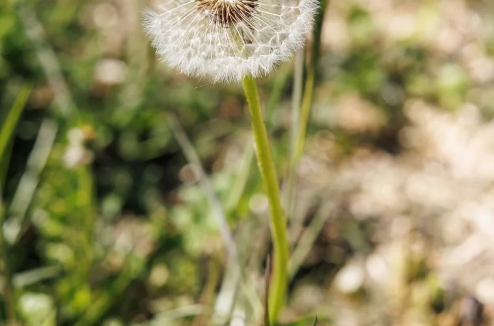 Pusteblume als Sinnbild für Wünsche, Ziele und schöpferische Ausrichtung im EMOHA-Seminar