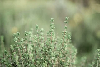 Thymian mit graugrünen Blättern als Sinnbild für Klarheit, Lösung und stille innere Kraft