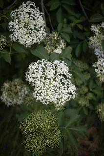 Holunderblüten mit weissen Dolden als Sinnbild für Sommerduft, Erinnerung und natürliche Heilkraft