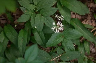 Giersch mit grünen Blättern und weissen Blüten als Sinnbild für nahe Kraft und natürliche Fülle