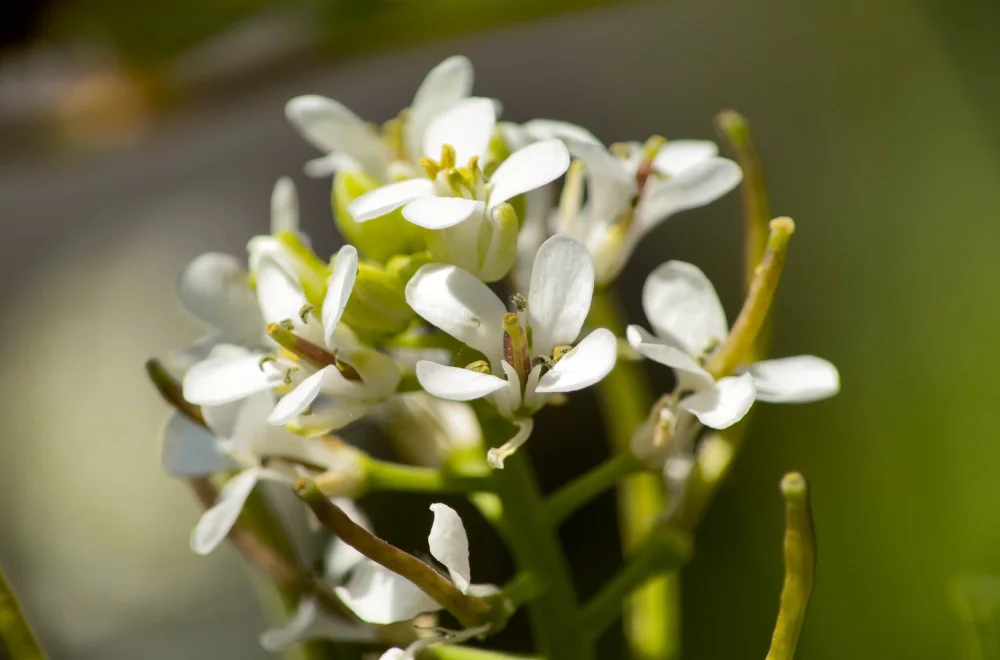 Zarte weisse Blüten als Symbol für Klarheit, Neubeginn und innere Entfaltung im EMOHA-Starter