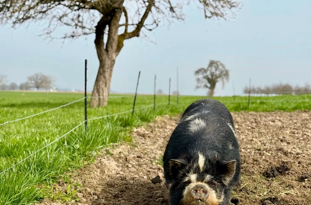 Kune Kune Schwein im umgegrabenen Acker als Sinnbild für Bodenleben und natürliche Kreisläufe im Ökoversum
