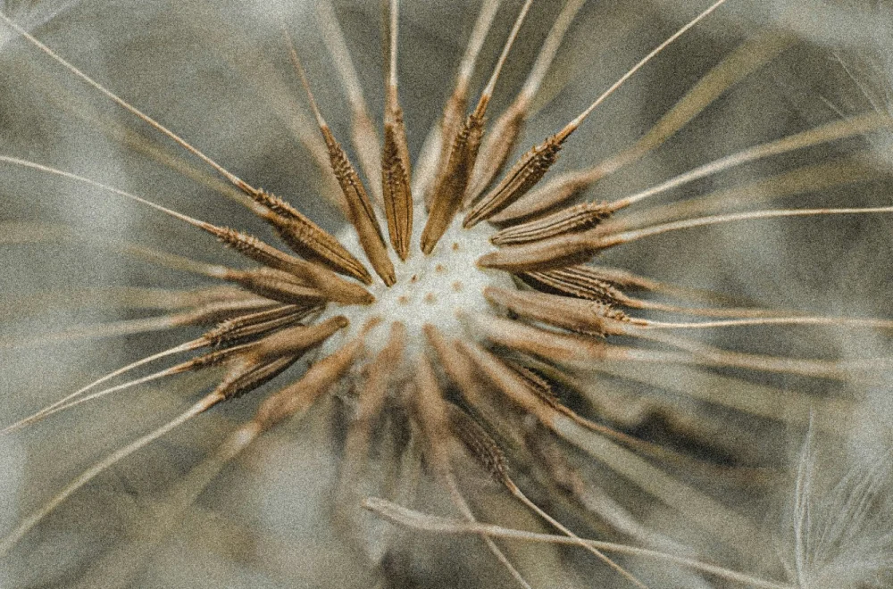 Pusteblume in Nahaufnahme als Sinnbild für Loslassen, Vertrauen und neue Ausrichtung
